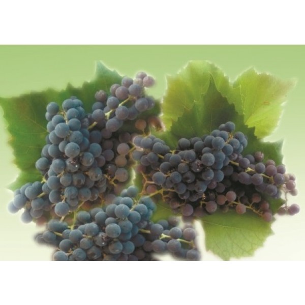 Декупажная карта А4 DDKM0445 / № DDKM0445 Декупажная карта А4 DDKM0445 / № DDKM0445