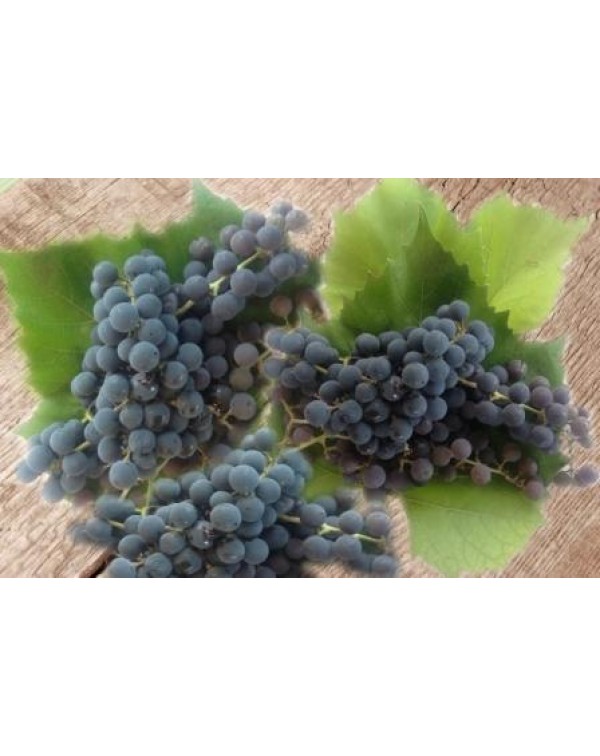 Декупажная карта А4 DDKM0450 / № DDKM0450